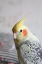 Portrait of Cockatiel Nymphicus hollandicus Royalty Free Stock Photo