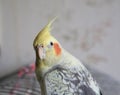 Portrait of Cockatiel Nymphicus hollandicus Royalty Free Stock Photo