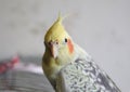 Portrait of Cockatiel Nymphicus hollandicus Royalty Free Stock Photo