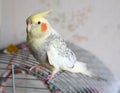 Portrait of Cockatiel Nymphicus hollandicus Royalty Free Stock Photo