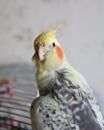 Portrait of Cockatiel Nymphicus hollandicus Royalty Free Stock Photo