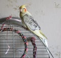 Portrait of Cockatiel Nymphicus hollandicus Royalty Free Stock Photo