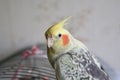 Portrait of Cockatiel Nymphicus hollandicus Royalty Free Stock Photo