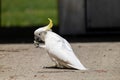 Portrait of a Cockatoo Eating