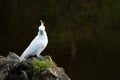 White cockatoo standing on a rocks