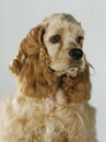 A portrait of a cocker spaniel