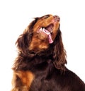 Portrait of a cocker spaniel