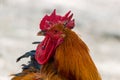 Portrait of the cockerel. Close up head of cock bird Royalty Free Stock Photo