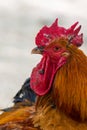 Portrait of the cockerel. Close up head of cock bird Royalty Free Stock Photo