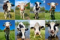 Collage of cows and cattles on the field Royalty Free Stock Photo