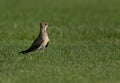 Portrait of a Collard pratincole on green, Bahrain