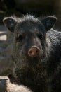 Portrait of a collared peccary Royalty Free Stock Photo