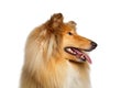 Portrait of Collie Dog on Isolated White Background Royalty Free Stock Photo