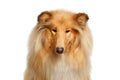 Portrait of Collie Dog on Isolated White Background Royalty Free Stock Photo