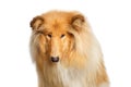 Portrait of Collie Dog on Isolated White Background Royalty Free Stock Photo
