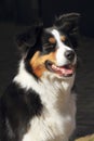 Portrait of a collie dog sitting outside Royalty Free Stock Photo