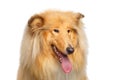 Portrait of Collie Dog on White Background Royalty Free Stock Photo