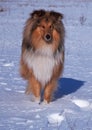 Portrait of collie on a snow background