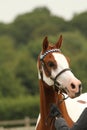 Portrait of colored Arabian horse or pony head at a show Royalty Free Stock Photo