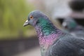 Portrait of a colored dove