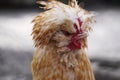 Portrait of a colorful angry rooster or cockerel. hen with red c Royalty Free Stock Photo