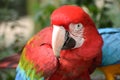 Closeup of a colorful beautiful red Green Winged Macaw in South Africa Royalty Free Stock Photo