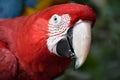 Closeup of a colorful beautiful red Green Winged Macaw in South Africa Royalty Free Stock Photo