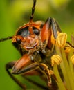 Portrait of a colorful beetle Royalty Free Stock Photo