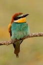 Portrait of a colorful bird