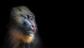 Portrait of colorful curious African mandrill, an alpha male at black background