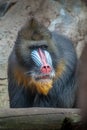 Portrait of colorful curious African mandrill, an alpha male, closeup, details