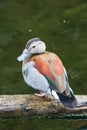 Portrait of a colorful cute ringed teal duck