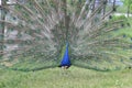 Portrait of a colorful dancing peacock. peacock,