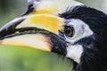 Portrait of colorful great hornbill bird in green foliage background
