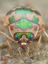 Portrait of a colorful Round sand beetle, Spangled button beetle (Omophron limbatum) Royalty Free Stock Photo