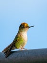 Portrait of a colorful hummingbird perched on a railing