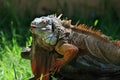 Portrait of colorful iguana Royalty Free Stock Photo