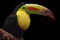 Closeup image of Toucan sitting on branch