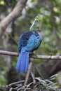 Portrait of a colorful Knysna Turaco Loerie sitting on a tree branch in South Africa