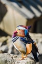 Portrait of a colorful male mandarin duck, aix galericulata, resting over a stone. Duck in captivity Royalty Free Stock Photo