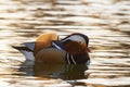 Portrait colorful Mandarin duck male Aix galericulata swimming in the river