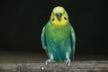 colorful parakeet on a perch