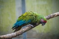 Colorful parakeet perched on tree branch