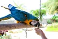 Portrait of colorful parrot eating from my hand Royalty Free Stock Photo