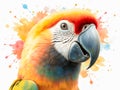 Portrait of a colorful parrot in front of a white background Royalty Free Stock Photo