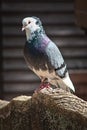Portrait of a colorful pigeon