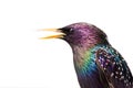 Portrait colorful plumage of a European Starling