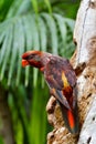 Portrait of colorful Scarlet Macaw parrot against jungle background Royalty Free Stock Photo