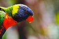 Portrait of colorful Scarlet Macaw parrot against jungle background Royalty Free Stock Photo