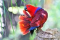 Portrait of colorful Scarlet Macaw parrot against jungle background Royalty Free Stock Photo